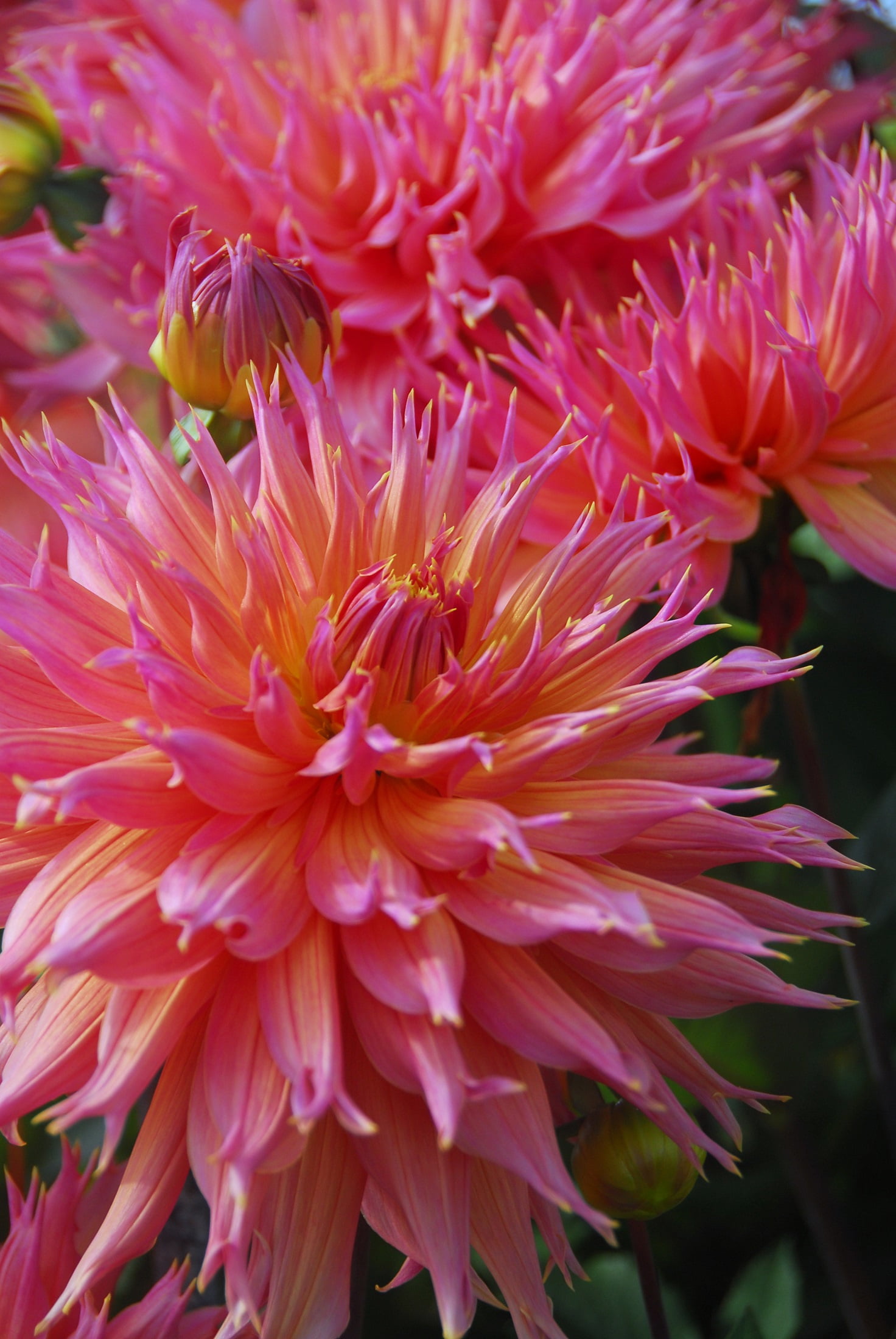 Omega Dinnerplate Cactus Dahlia - 1 Top Size Tuber