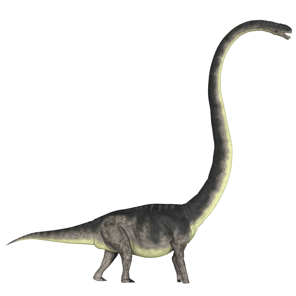 Omeisaurus dinosaur Canvas Art - Corey FordStocktrek Images (29 x 29)
