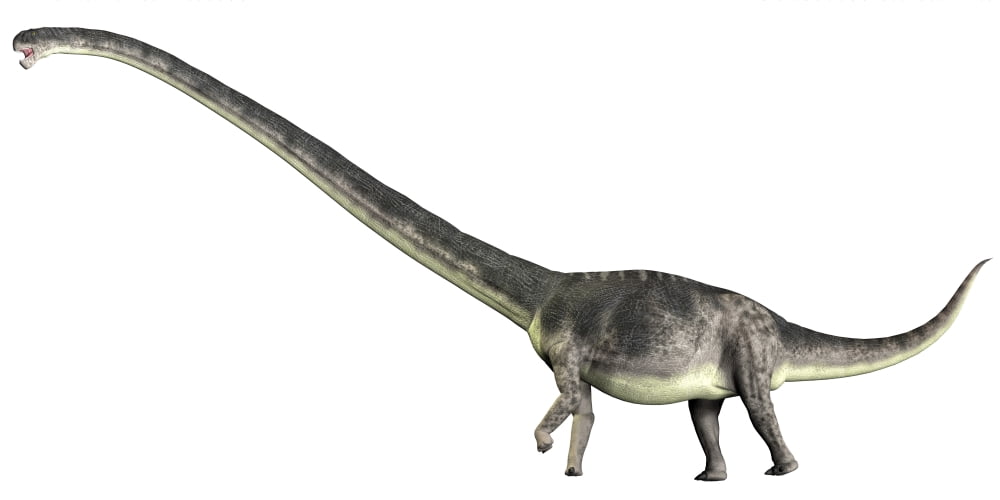 Omeisaurus dinosaur from the Jurassic Period Canvas Art - Corey FordStocktrek Images (20 x 10)