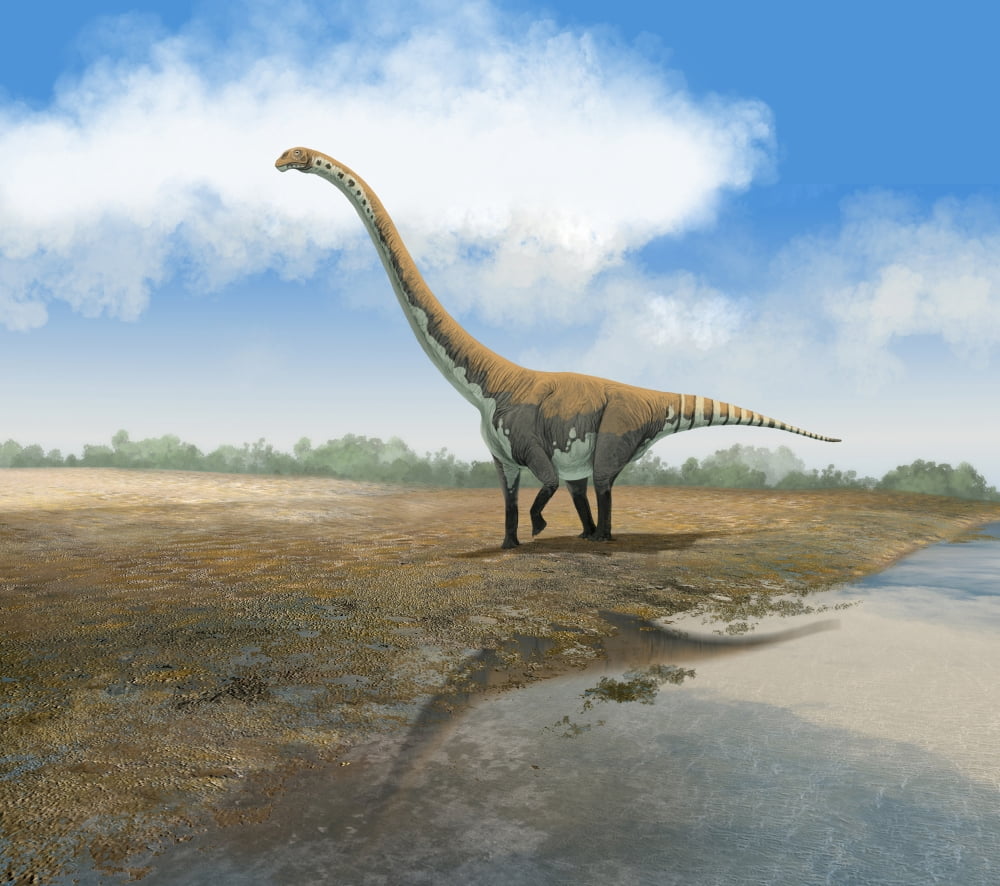 Omeisaurus tianfuensis an Euhelopus auropod from the Jurassic period Canvas Art - Roman Garcia MoraStocktrek Images (15 x 14)