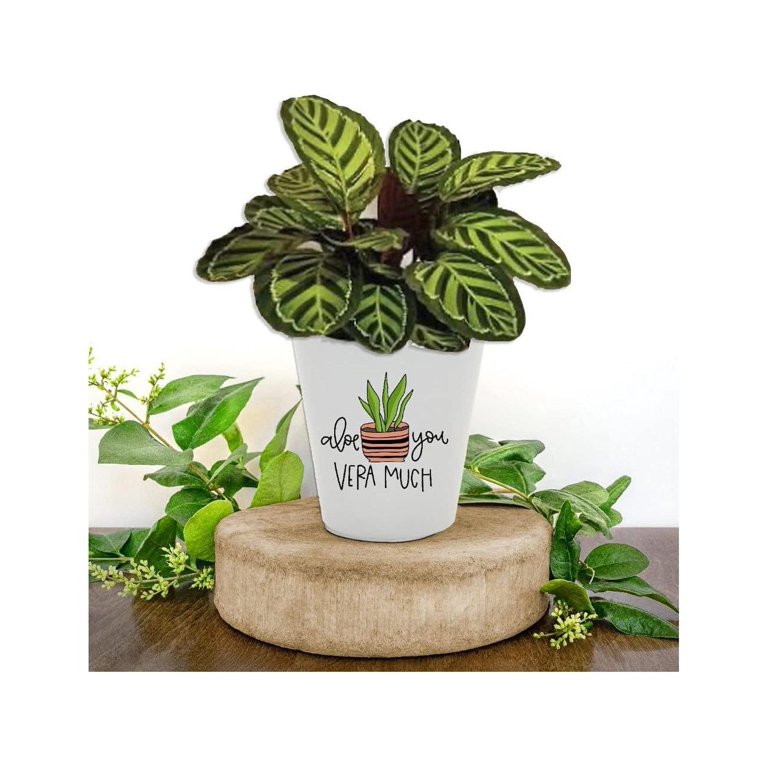 https://i5.walmartimages.com/seo/Omsix-Aloe-You-Vera-Much-Ceramic-Planter-Plant-Lover-Funny-Succulent-Pot-Cactus-Flower-Plants-Drainage-Hole-White-4inch-h-X-3-5inch-w-1573HB-0_98cdad74-434e-4b63-9c89-7199056b1e5b.dff31c6b8fa4e9830bf5afbb726cd1d5.jpeg?odnHeight=768&odnWidth=768&odnBg=FFFFFF