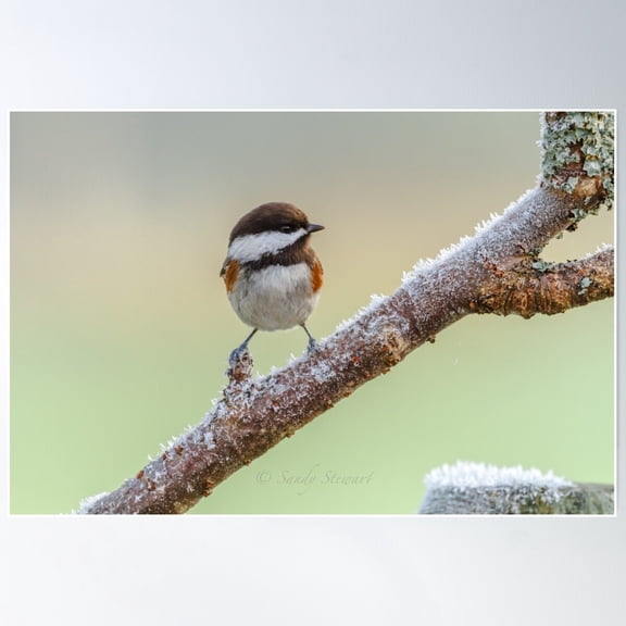 On A Frosty Branch Poster Wall Art, Modern Wall Decor For Living Room Bedroom, 8x12 UNFRAMED