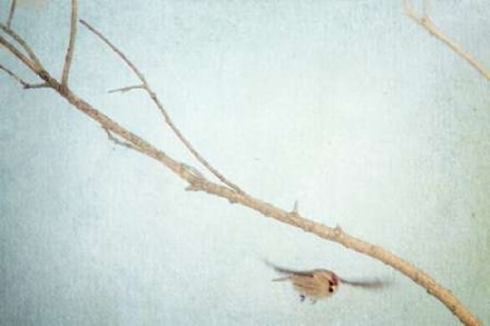 On Feathered Wings Canvas Art - Roberta Murray (20 x 28)