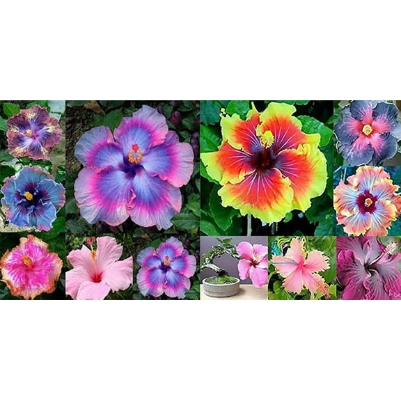On Sale!!! 200pcs Hibiscus Seeds 24kinds Hibiscus Rosa-sinensis Flower Seeds Hibiscus Tree Seeds for Flower Potted Plants