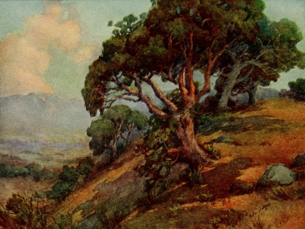 On Sunset Highways 1921 Hillside near Monterey Canvas Art - Helen J Balfour (24 x 36)