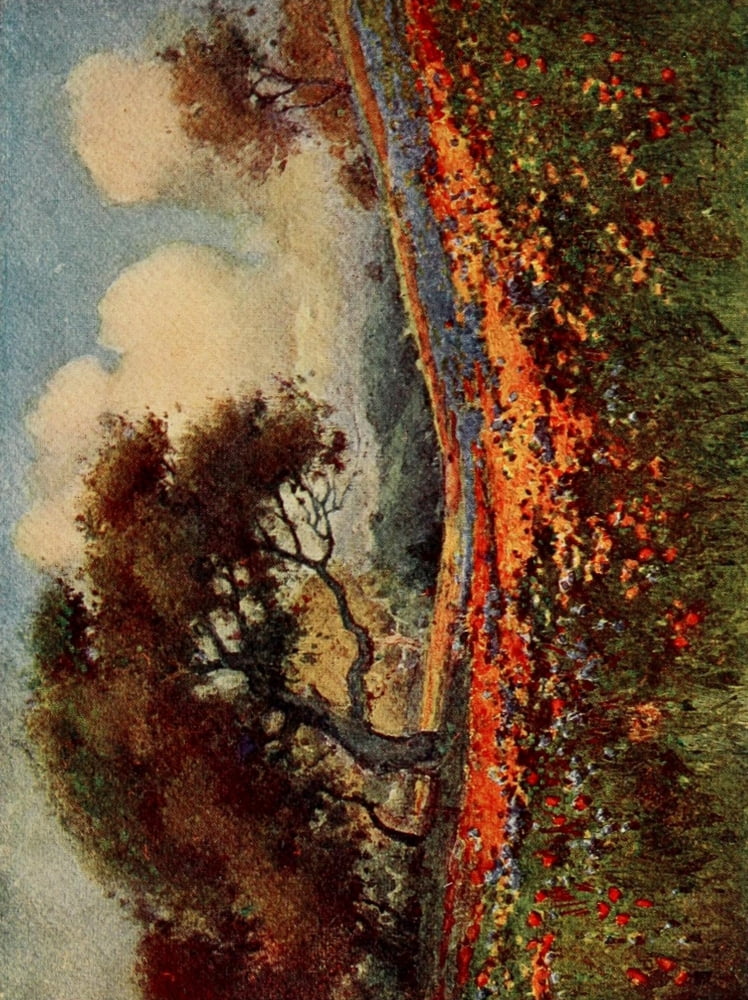 On Sunset Highways 1921 Poppies & Lupines Canvas Art - Henry Percy Gray (24 x 36)