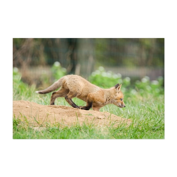 On The Move Wildlife Photography Print - Photography Fox Wildlife Animal Nature Woodland Wilderness Scenic Unframed Wall Art Print 5 x 7 inches