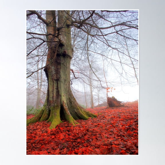 On The Red Carpet Poster Wall Art, Modern Wall Decor, 12x18 UNFRAMED