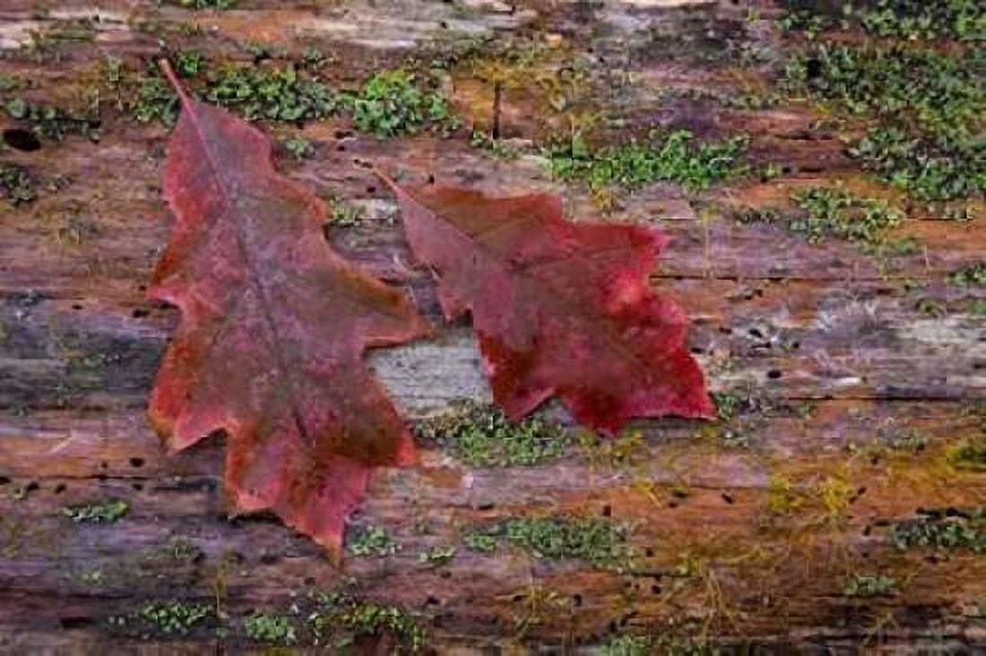 On a Log I Canvas Art - Kathy Mahan (24 x 36)