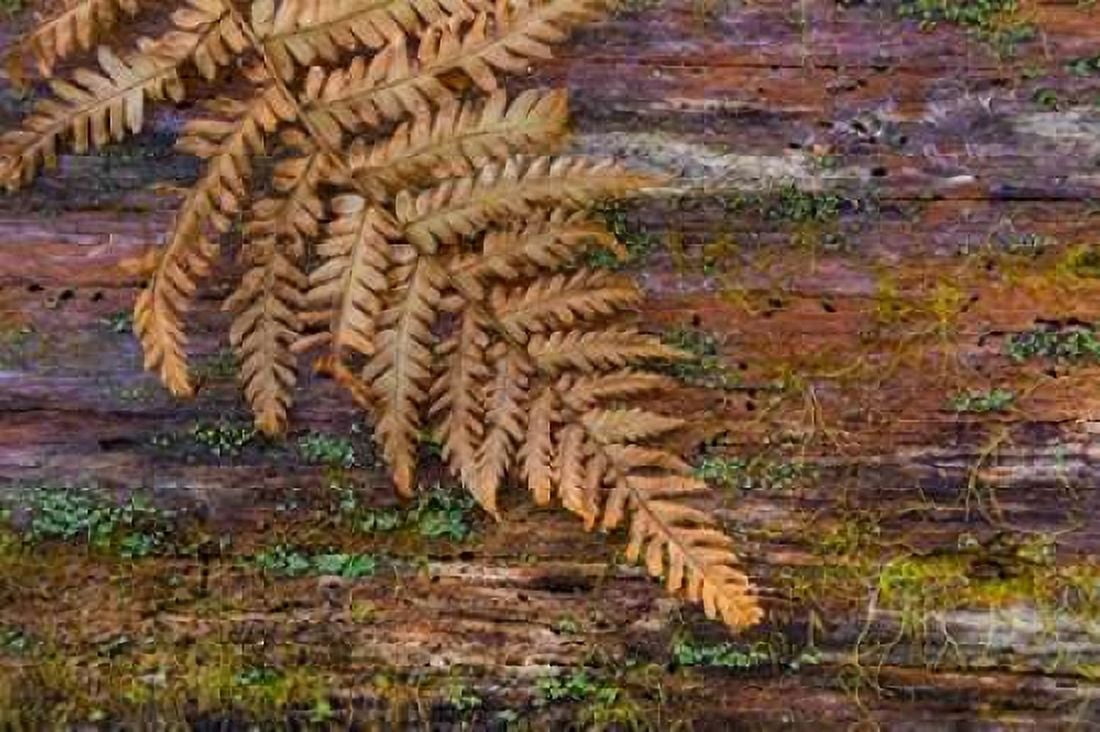 On a Log II Canvas Art - Kathy Mahan (12 x 18)