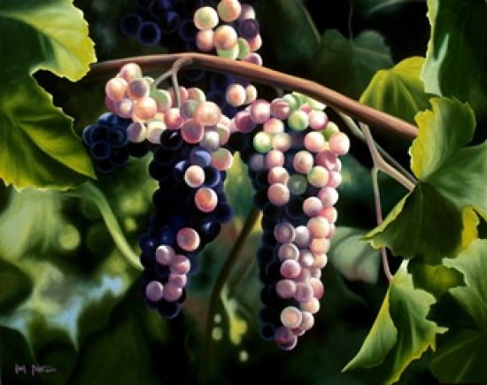 On the Vine Canvas Art - Jenny Stewart (20 x 16)