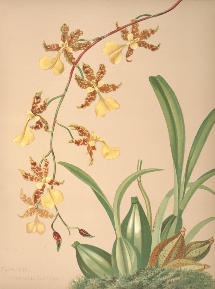 Oncidium Barkerii Canvas Art - HS Miner (24 x 36)