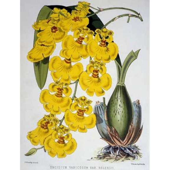 Oncidium Varicosum Var. Rogers II Poster Print by Samuel Jennings (18 x 24)