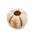 thumbnail image 1 of One (1) Beautiful "Sputnik" Sea Urchin Shell (2-2.5" / 50-64mm) for Beach Arfts & Crafts, Coastal Cottage and Nautical Home Decor, Air Plants, 1 of 4