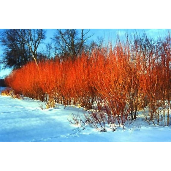 One (1) Flame Willow Tree Cutting to Grow - Vibrant Orange to Red Bark - Fast Growing Shade or Privacy Tree - Excellent Bonsai