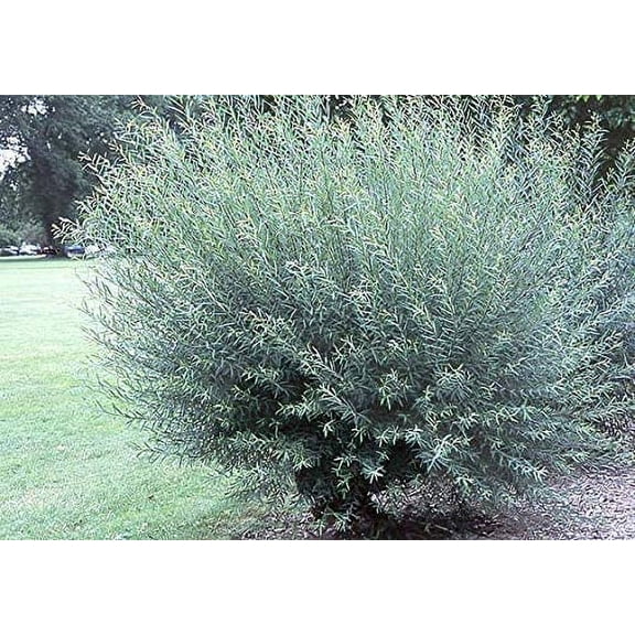 One Basket Willow Bush Cuttings -Salix purpurea - Prized for Branches to Make Willow Baskets - A Short Thick Shrub Makes it Great for Privacy Screen - Streamco Willow Bush