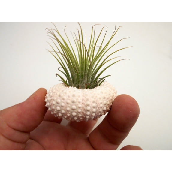 One Beautiful Small Air Plant Kit w. Pink Sea Urchin Nautical Gift Beach Decor Coastal 1 1/2" Tillandsia Coastal Beach Cottage Planter Wedding Favor