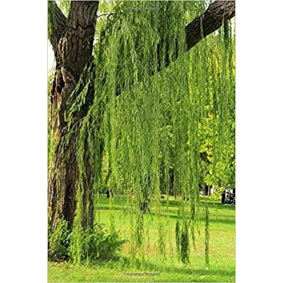 One Bright Green Weeping Willow Cutting | Grow a Tree | Wisconsin Weeping Willow Root Stock