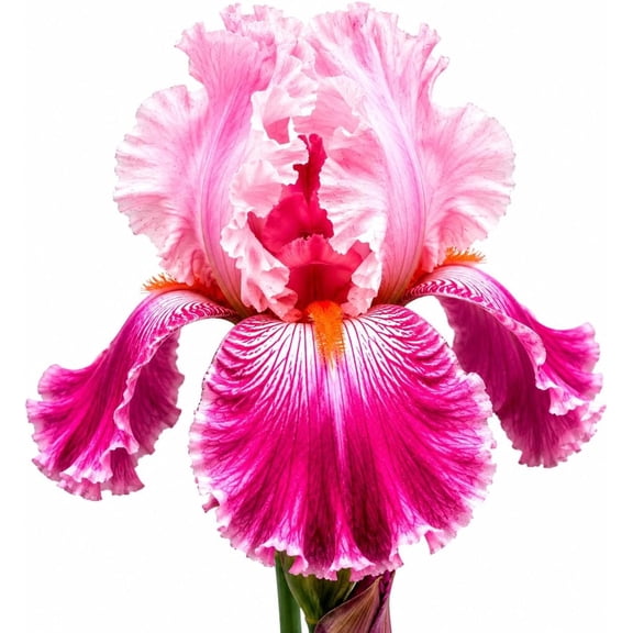 One Cherry Blossom Bearded Iris Rhizomes for Planting VibrantPerennial Iris Flowers Tall Showy Blooms for Garden Beds, Borders & Landscaping CZ Grain