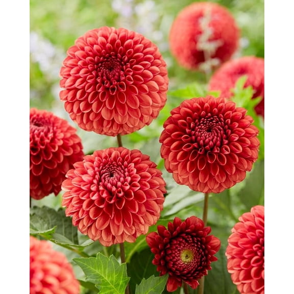 One Dahlia Ball Tubers for Planting (Copperboy)