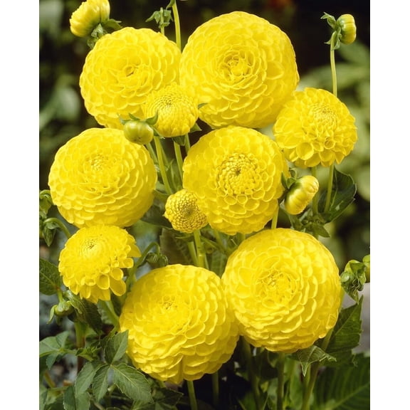 One Dahlia Ball Tubers for Planting (Golden Torch)