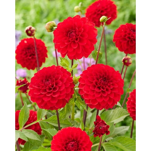 One Dahlia Ball Tubers for Planting (Red Cap)