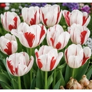 One Direction Rembrandt Tulip Bulbs for Planting   Red & White Flame Tulip Flowers   Top Size Planting Bulbs, 5 Bulbs