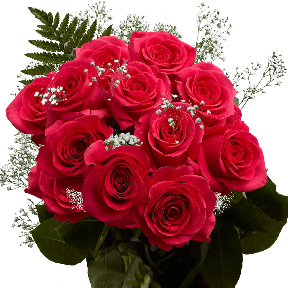 One Dozen Hot Pink Roses with Baby's breath and Green Fresh Flower Delivery