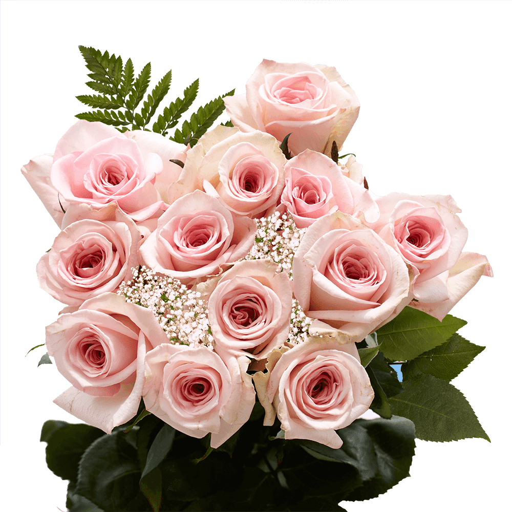 One Dozen Pink Roses with Baby's breath and Green- Fresh Flower Delivery