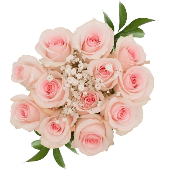 One Dozen Pink Roses with Baby's breath and Green- Fresh Flower Delivery