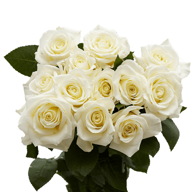 One Dozen White Roses Fresh Flower Delivery