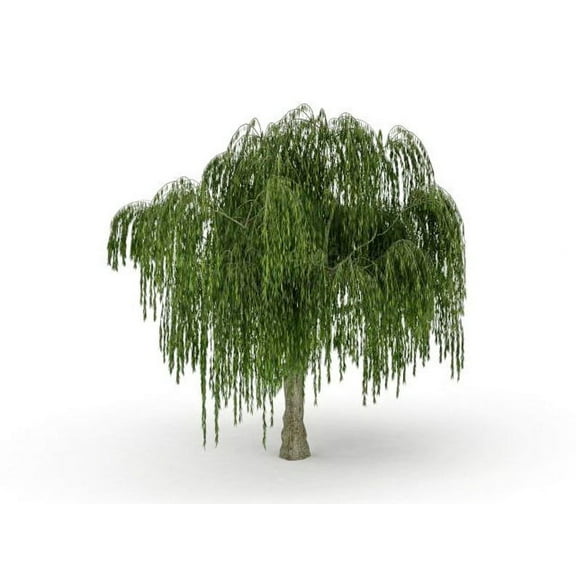 One Dwarf Weeping Willow Tree Cutting - Excellent Bonsai Tree - Indoor/Outdoor Live Tree Plant - Rare Small Garden Tree