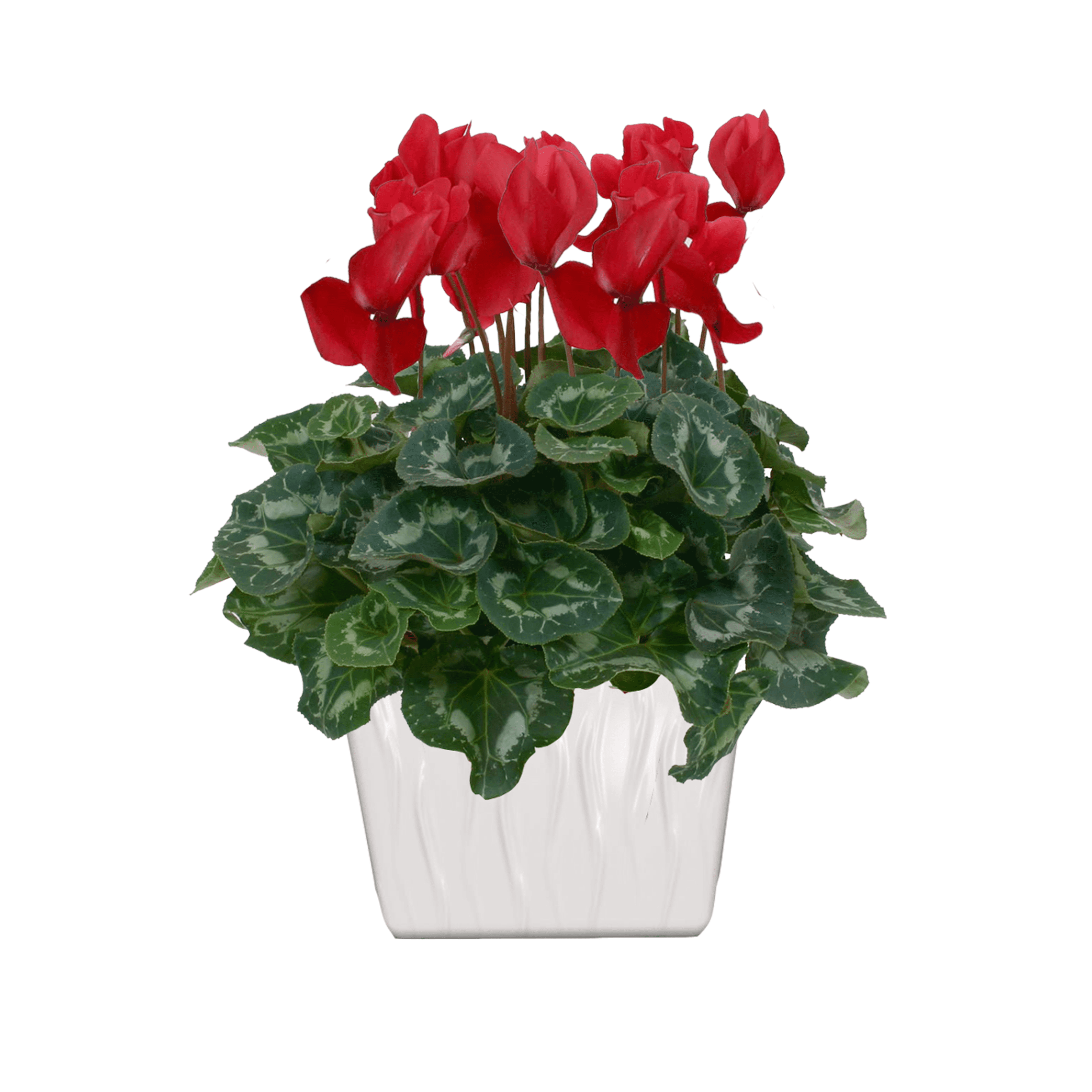 Cyclamen - Ten Have Plant, Assortiment - Cyclamen - Ten Have Plant