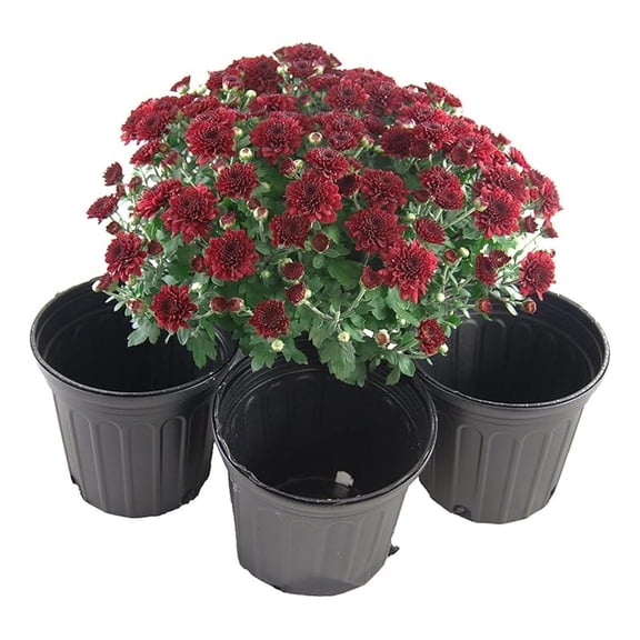 One Gallon Black Trade Pots - /Greenhouse Pots - 106 Pots