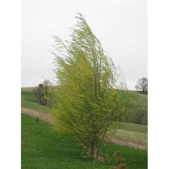 One Hybrid Willow Tree to Grow - Fast Growing Privacy or Shade - Austree Willow