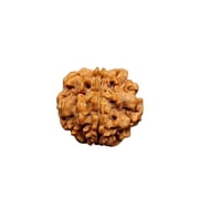 Ankita Gemstones One Mukhi Nepal Rudraksha Brown,Prayer Bead, 1 Count