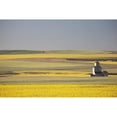 thumbnail image 1 of One Old Wooden Grain Elevator At Sunrise With Flowering Canola Fields In The Foreground And Background; Mosleigh Albert, 1 of 2