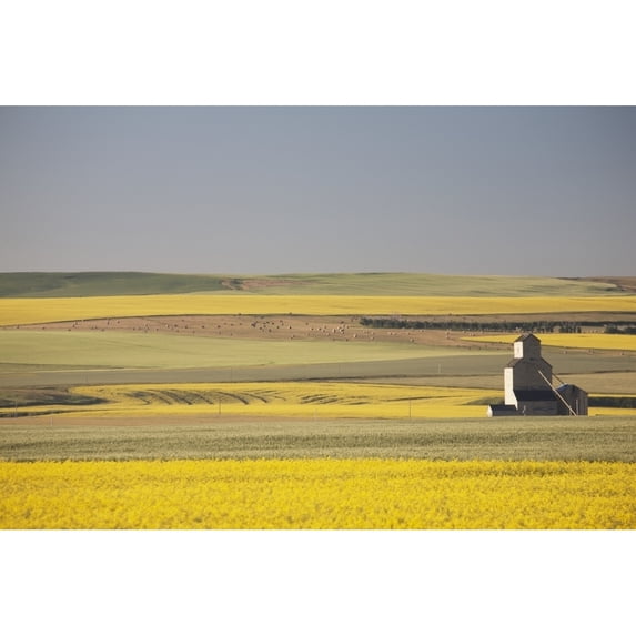 One Old Wooden Grain Elevator At Sunrise With Flowering Canola Fields In The Foreground And Background; Mosleigh Albert
