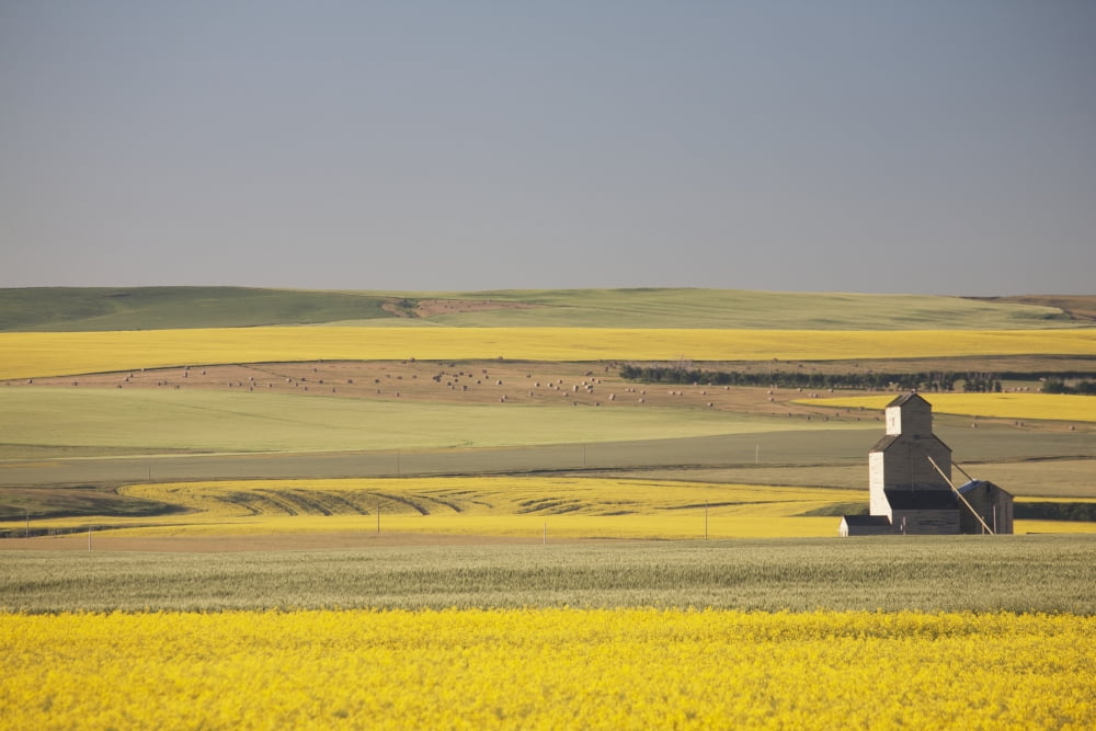 One Old Wooden Grain Elevator At Sunrise With Flowering Canola Fields In The Foreground And Background Mosleigh Alberta Canada Canvas Art - Michael Interisano Design Pics (38 x 24)