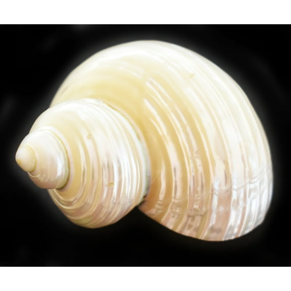 One Polished Silver Turbo Shell (2" / 1" opening) Medium Hermit Crab Aquarium