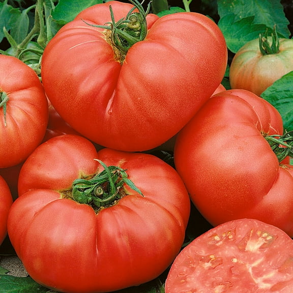 One Pound Pink F1 Hybrid Tomato Seeds - 300 Mg Packet ~70 Seeds - Non-GMO, F1 Hybrid - Vegetable Garden - Lycopersicon esculentum