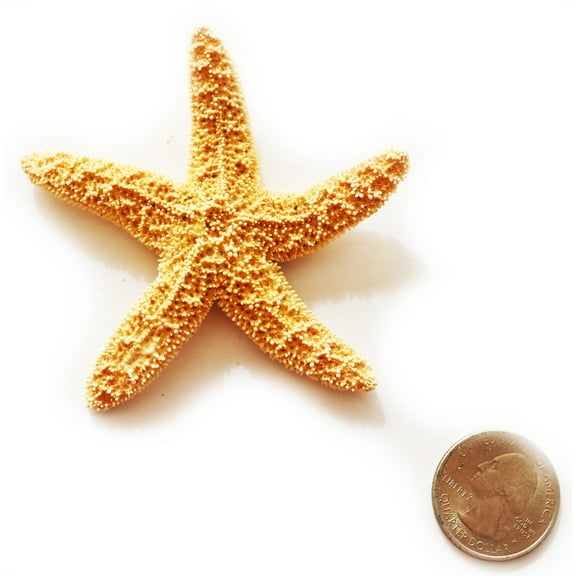 One Real Dried Small Sugar Starfish (2-3" / 50-77 mm) Beach Arts and Crafts, Coastal Cottage and Nautical Home Decor, Beach Weddings