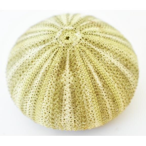 One Real Natural Green Thai Sea Urchin (1.5-2" / 38-51mm) Beach Decor Crafts Wedding Coastal Cottage