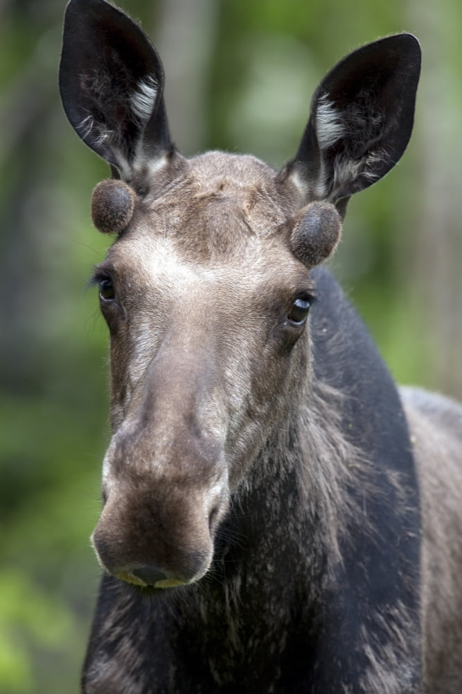 One Year Old Bull Moose With Growing Antlers In Spring Gaspesie National Park Quebec Canada Canvas Art - Philippe Henry Design Pics (11 x 17)