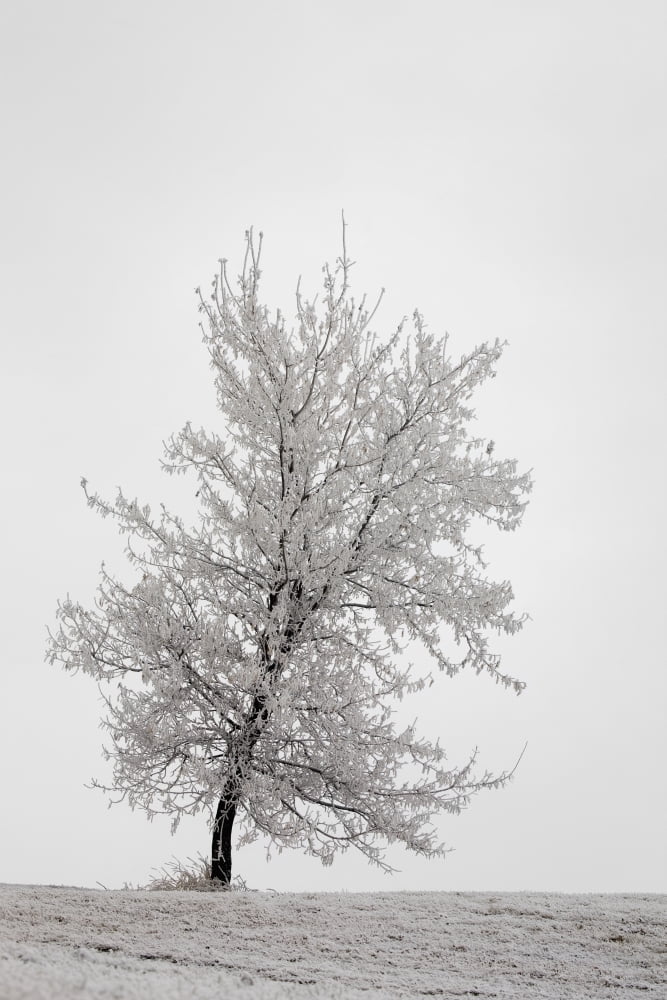 One frosted tree on a snow covered hillside on an overcast dayCalgary alberta canada Canvas Art - Michael Interisano Design Pics (12 x 19)