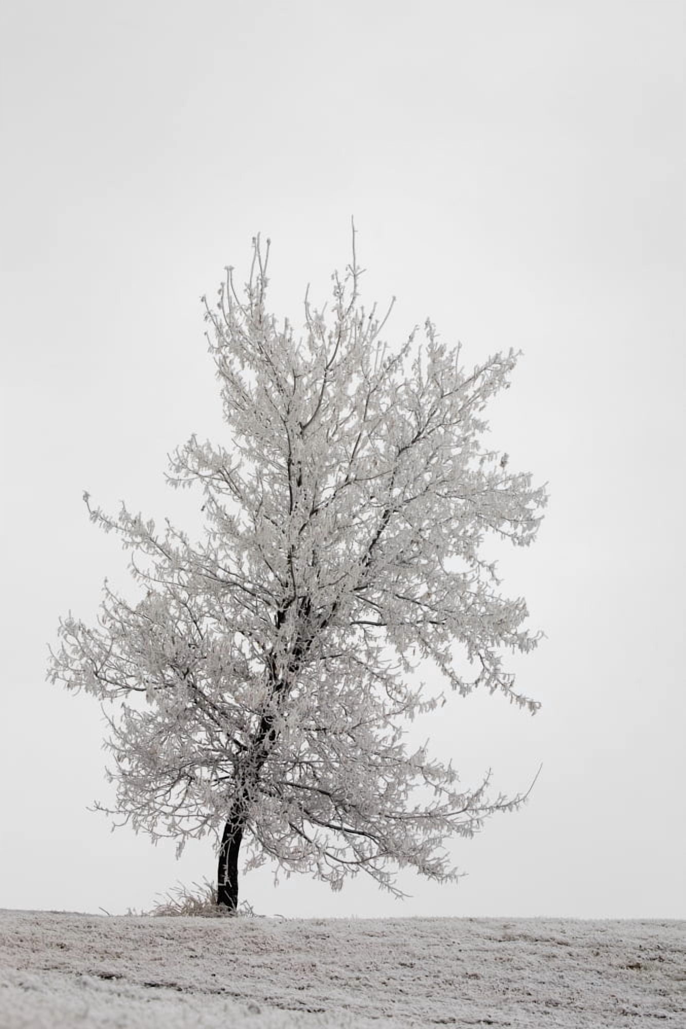 One frosted tree on a snow covered hillside on an overcast dayCalgary alberta canada Canvas Art - Michael Interisano  Design Pics (24 x 38)