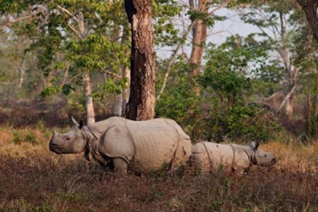 One-horned Rhinoceros and young Kaziranga National Park India Canvas Art - Jagdeep Rajput DanitaDelimont (26 x 18)