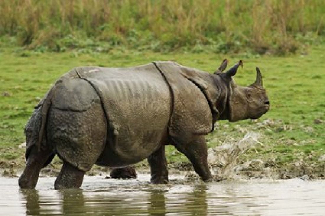 One-horned Rhinoceros coming out of jungle pond Kaziranga NP India Canvas Art - Jagdeep Rajput DanitaDelimont (26 x 18)