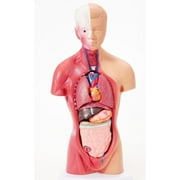 Oneshit Tools&Home Improvement in Clearance 4D Anatomical Assembly Model Of Human Organs Model Toy Torso System Structure