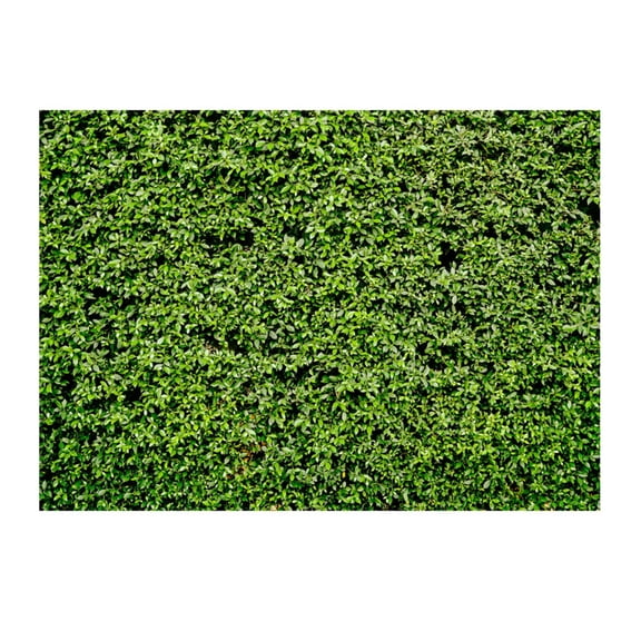 Ongmies 125x80cm Green Leaves Photography Backdrops Nature Leaf Backdrop Birthday Background for Birthday Party Seamless Photo Booth Backdrop